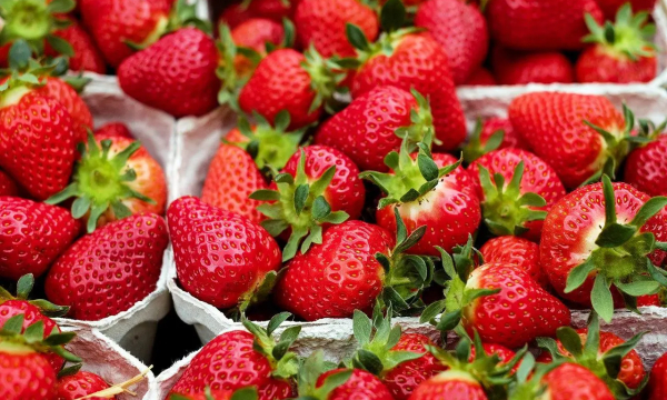 Секрет гигантской клубники раскрыт: чем поливают грядки перед сбором урожая